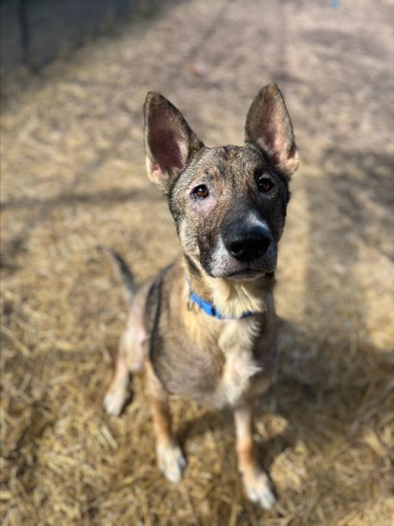 CYCLONE, Adoptable, Adult Male German Shepherd Dog.