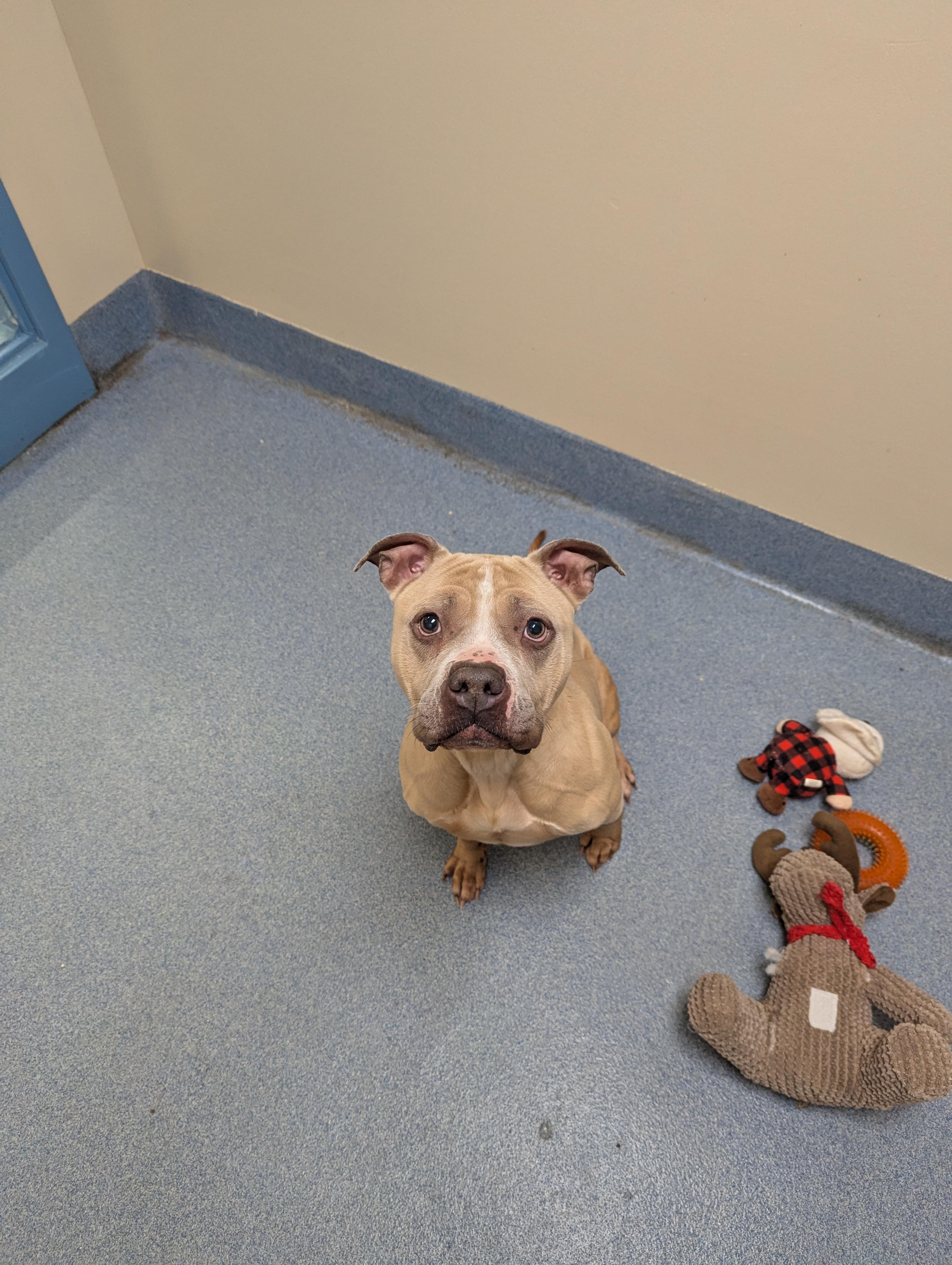 Lola, ADOPTABLE, Adult Female Pit Bull Terrier.
