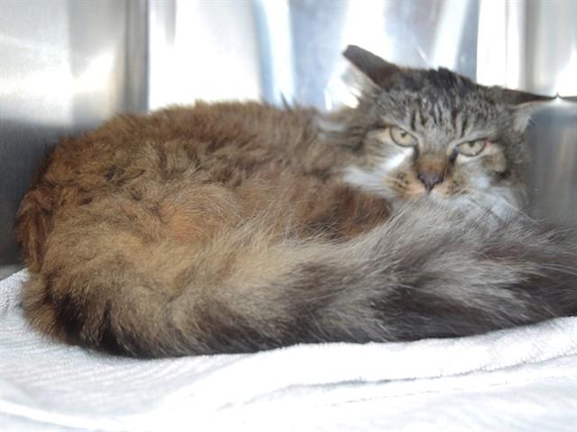BETSY (GARDEN CAT), Adoptable, Adult Female Domestic Medium Hair.