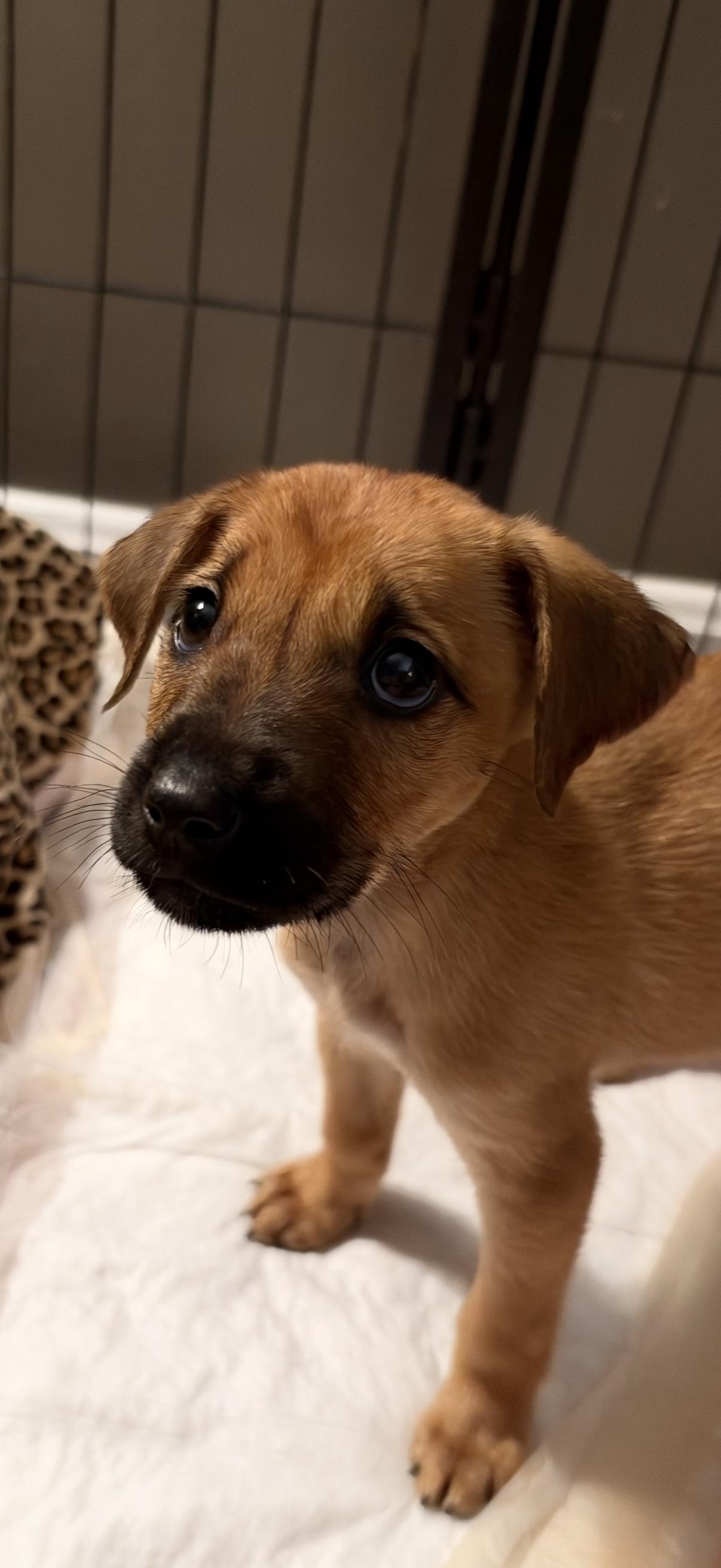 Fred, Adoptable, Puppy Female Feist.