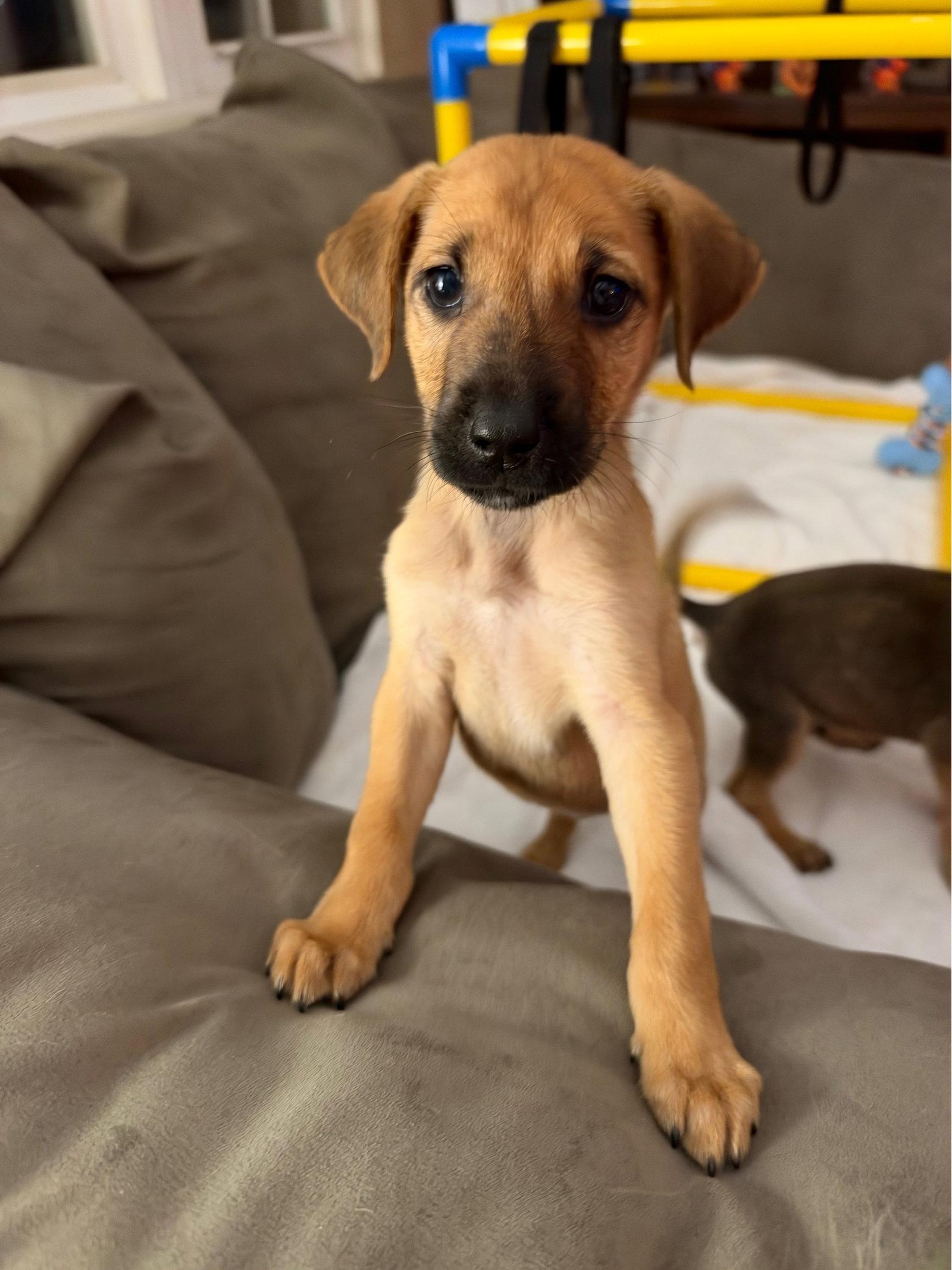 Enlarge Fred, a Adoptable Feist in Newport, KY image 2/2