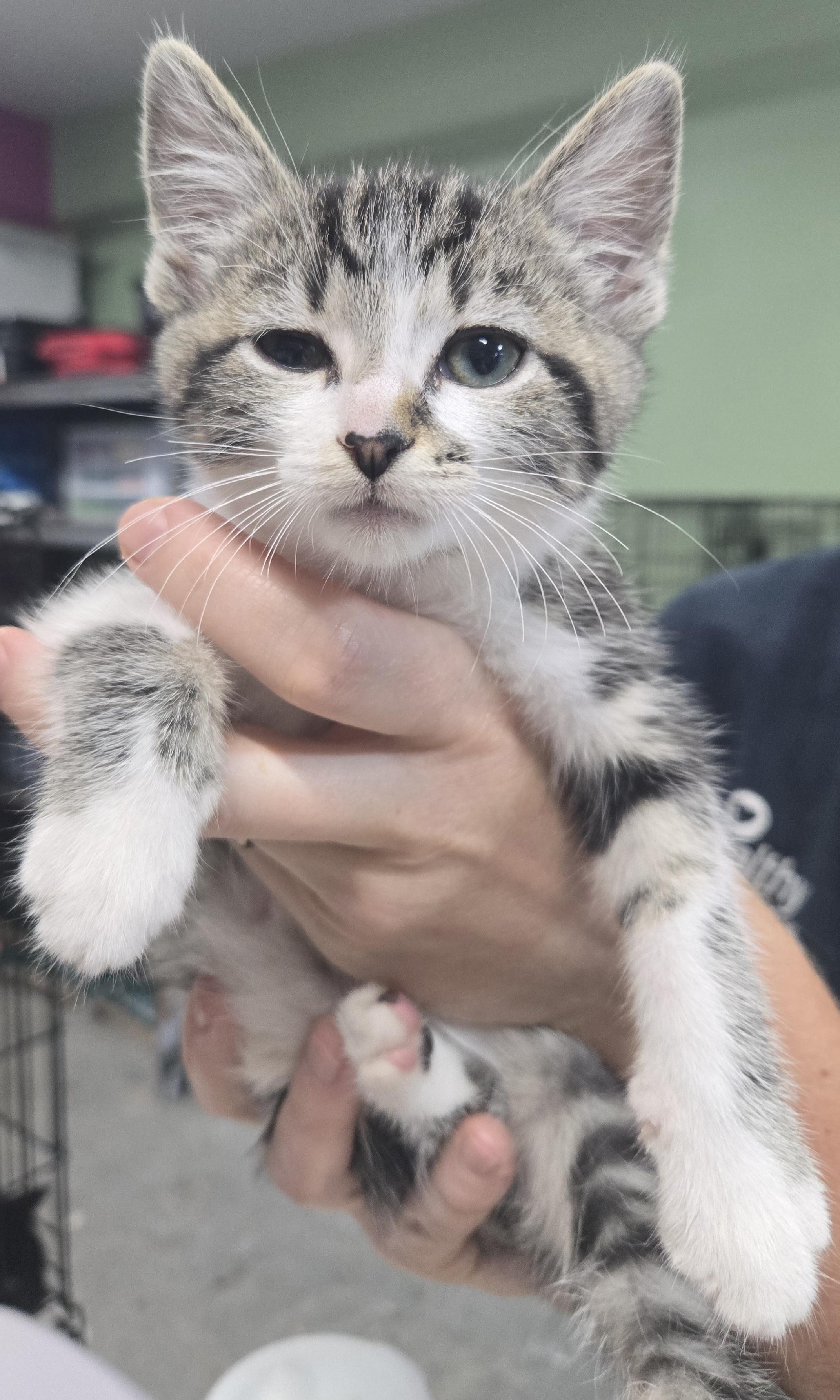 Ugo, Adopted, Young Male Domestic Short Hair.