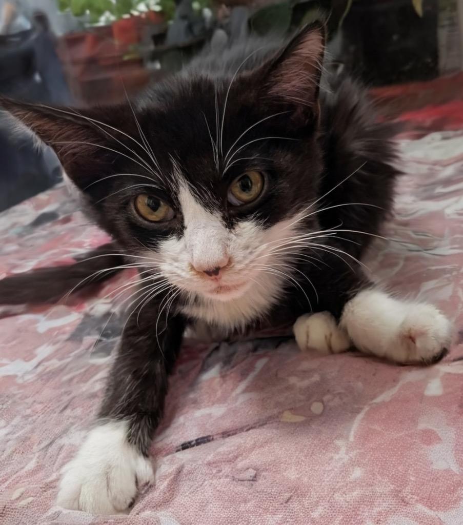 Teddy-$75 Adoption Special!, Adoptable, Kitten Male Domestic Short Hair.