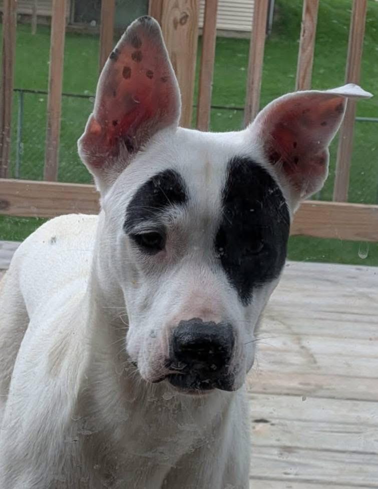 Enlarge Queen, a Adoptable mixed breed in Charlotte, MI image 1/4