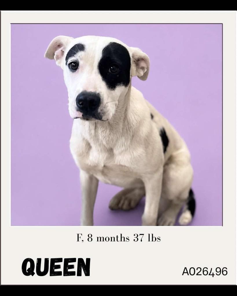 Enlarge Queen, a Adoptable mixed breed in Charlotte, MI image 2/4
