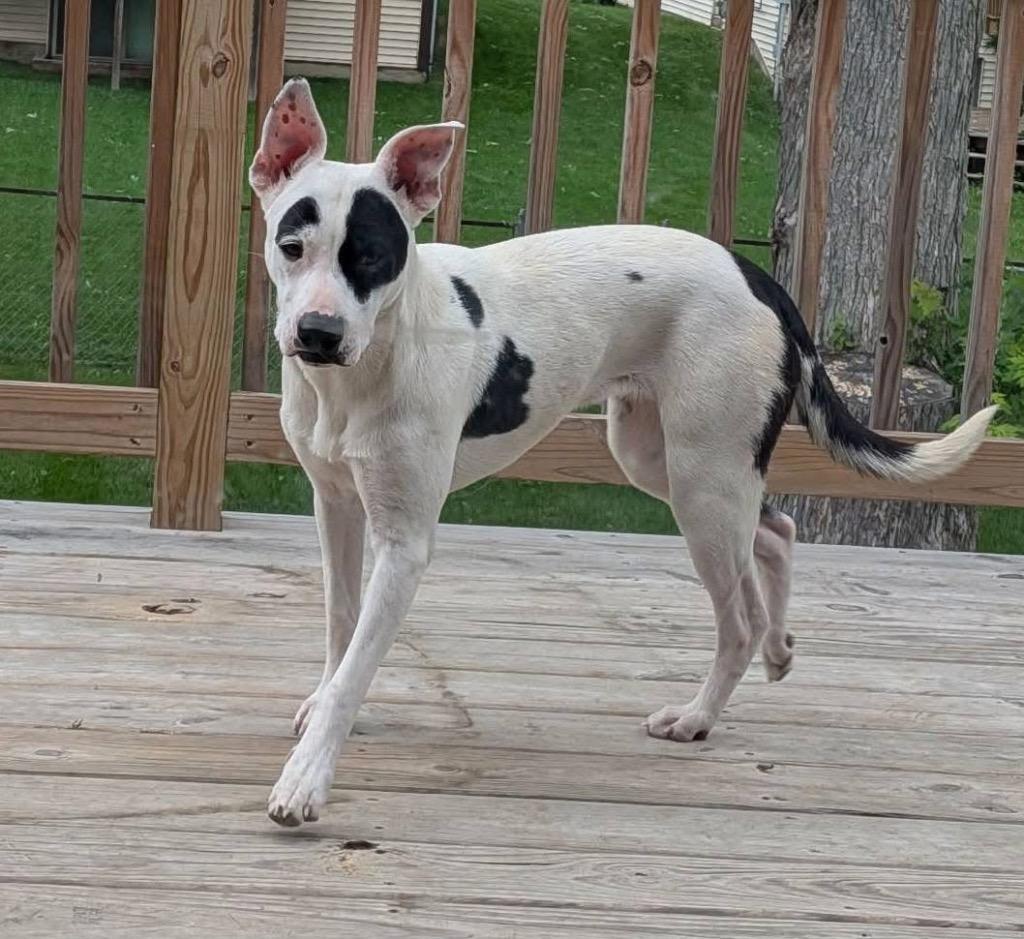Enlarge Queen, a Adoptable mixed breed in Charlotte, MI image 3/4