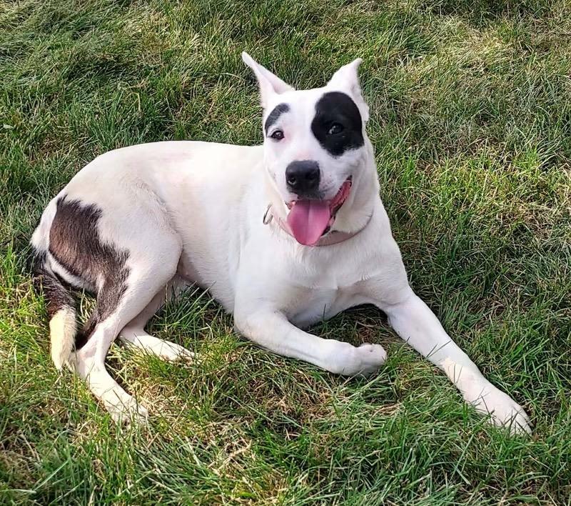 Enlarge Queen, a Adoptable mixed breed in Charlotte, MI image 4/4