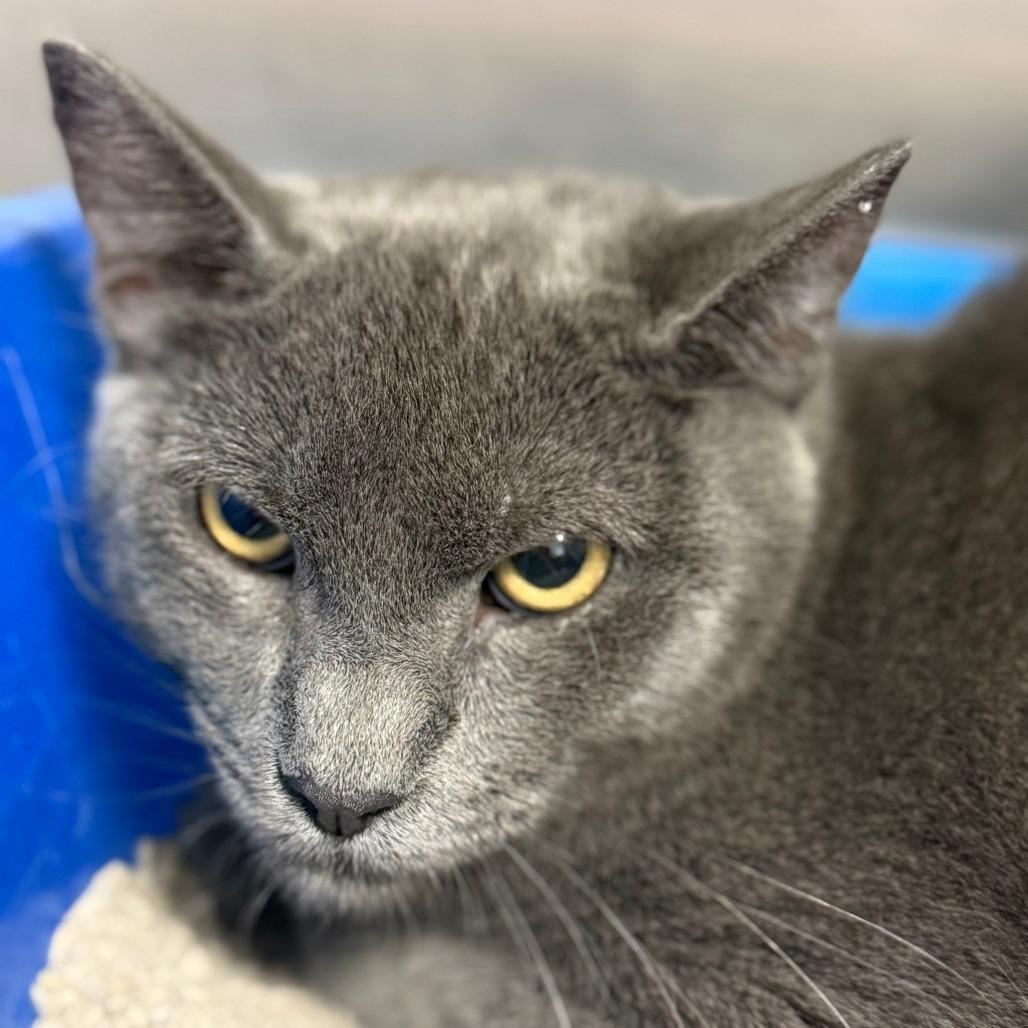 Enlarge Jafar, a Adoptable Domestic Short Hair in Casa Grande, AZ image 1/1