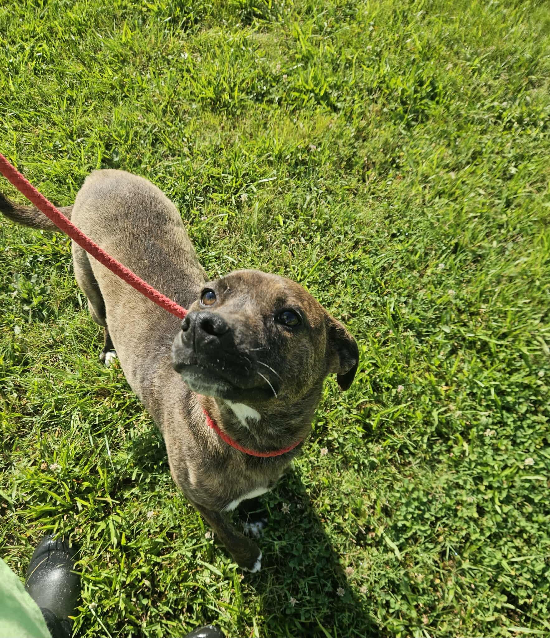 Dex