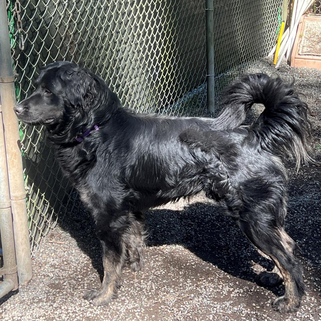Enlarge Mobius, a Adoptable mixed breed in Port Townsend, WA image 1/4