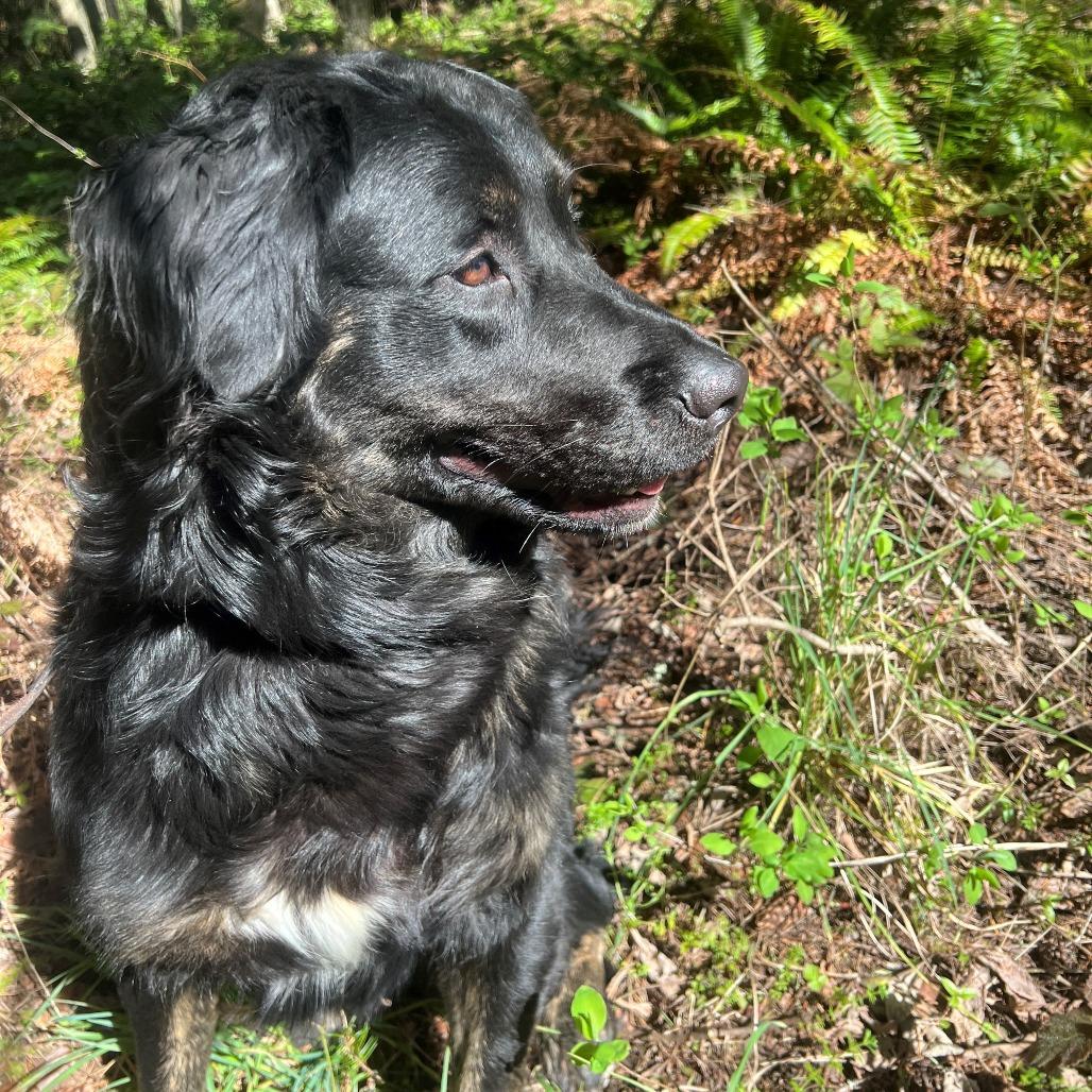 Enlarge Mobius, a Adoptable mixed breed in Port Townsend, WA image 2/4