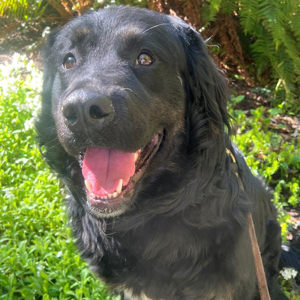 Enlarge Mobius, a Adoptable mixed breed in Port Townsend, WA image 3/4