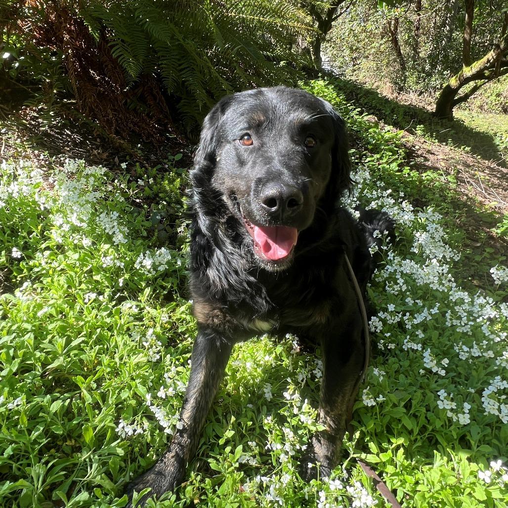 Enlarge Mobius, a Adoptable mixed breed in Port Townsend, WA image 4/4