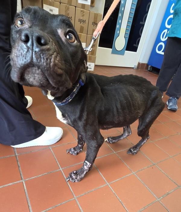 Marie, Adoptable, Adult Female Pit Bull Terrier.