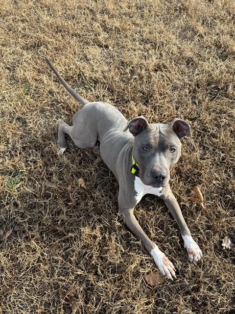 ANNABELLE, Adoptable, Young Female Cane Corso & Mixed Breed.