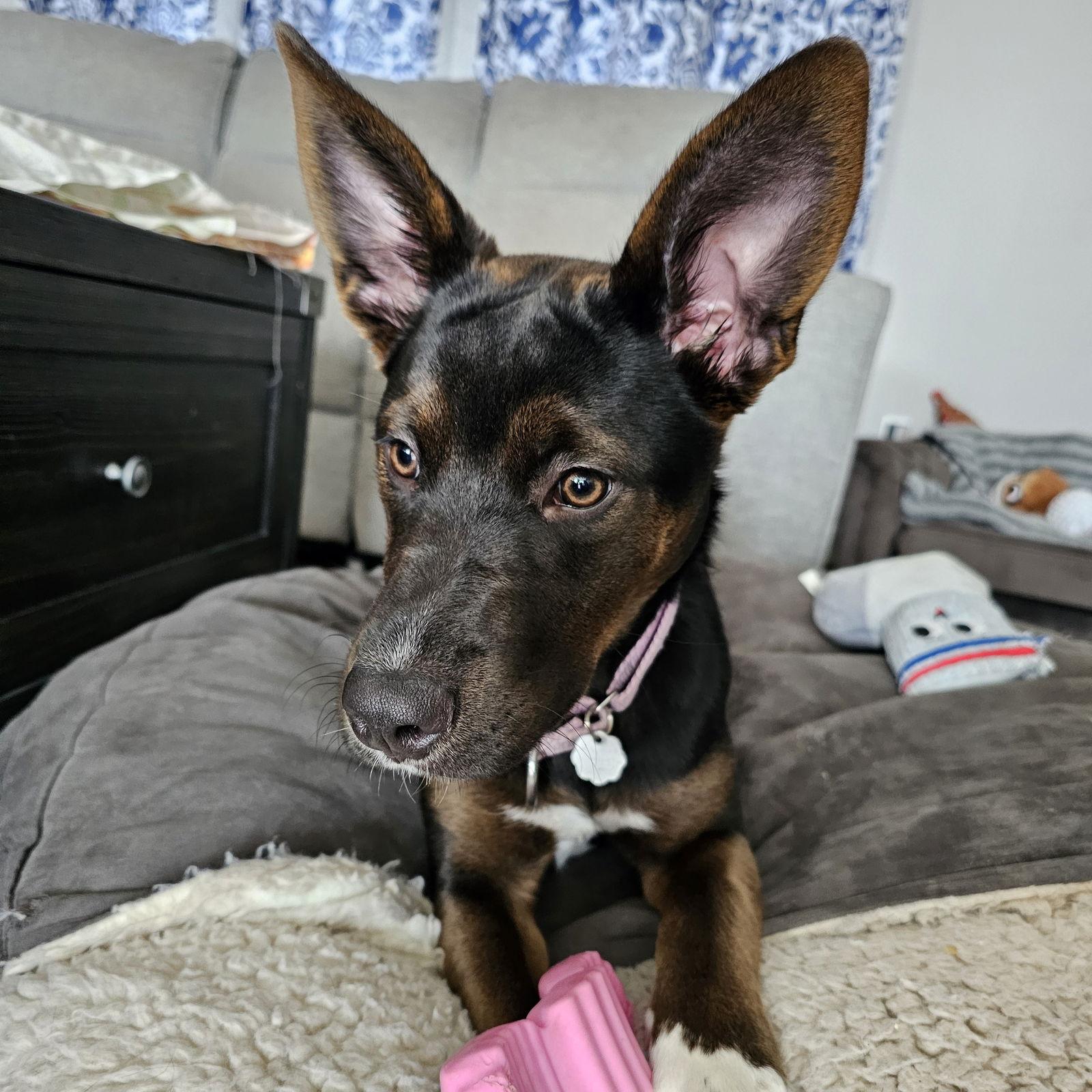 Enlarge Maserati, a Adoptable Pit Bull Terrier in Fargo, ND image 2/3