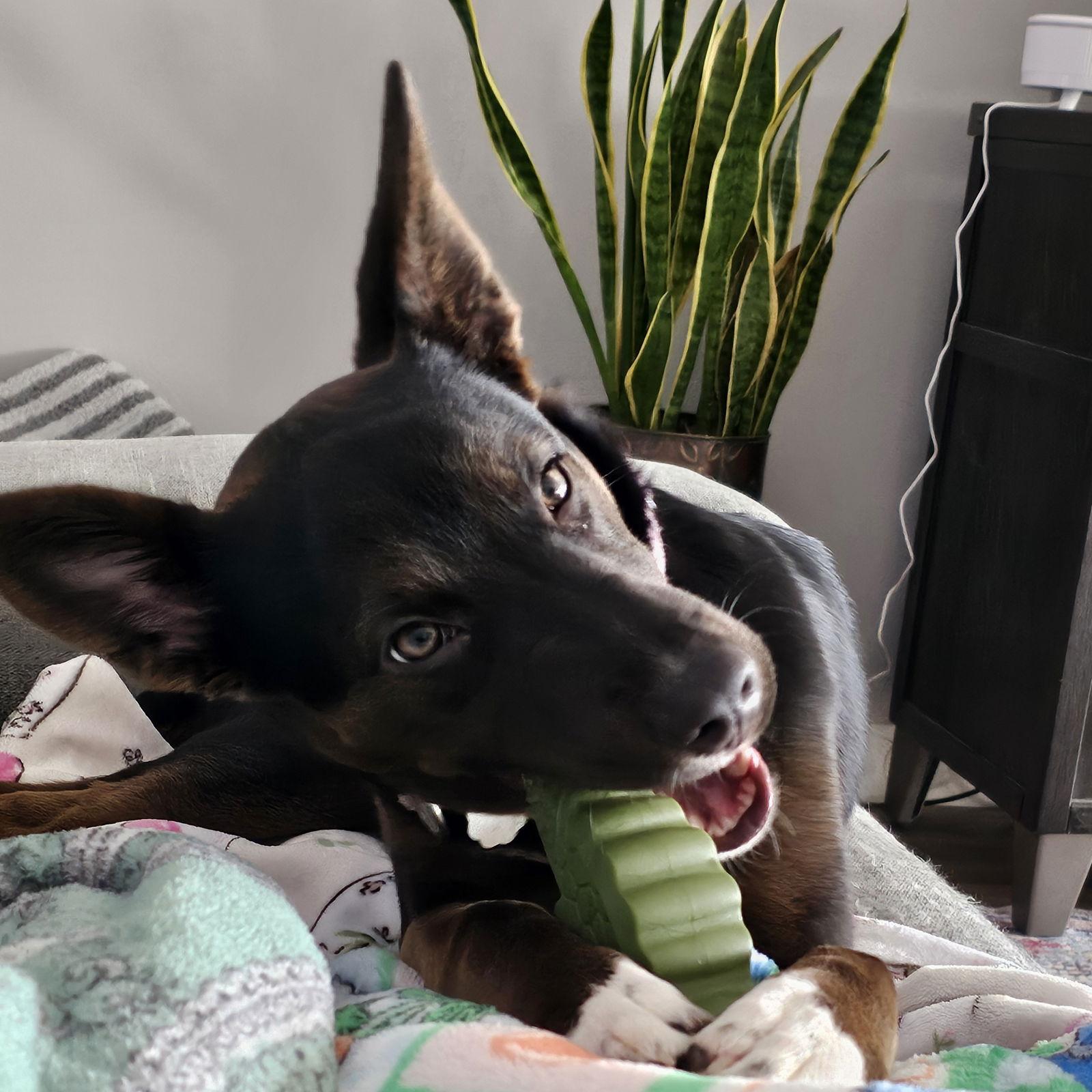 Enlarge Maserati, a Adoptable Pit Bull Terrier in Fargo, ND image 3/3