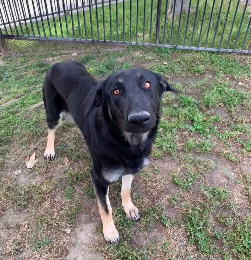 Stella, Adopted, Young Female German Shepherd Dog & Black Labrador Retriever.