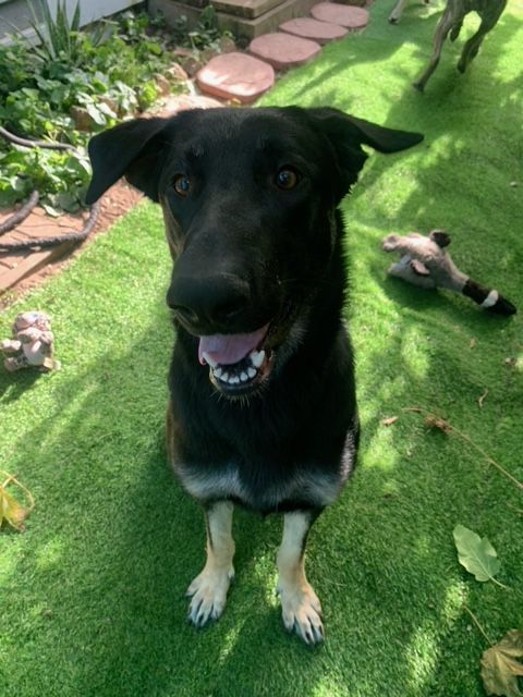 Enlarge Stella, a Adopted mixed breed in Los Osos, CA image 2/4