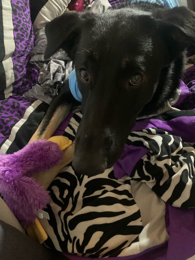 Enlarge Stella, a Adopted mixed breed in Los Osos, CA image 3/4