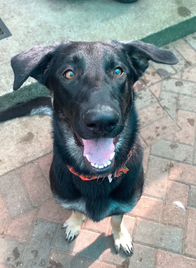 Enlarge Stella, a Adopted mixed breed in Los Osos, CA image 4/4