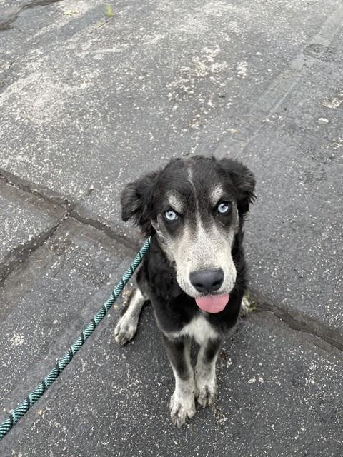 MAX, Adoptable, Young Male Siberian Husky & Mixed Breed.