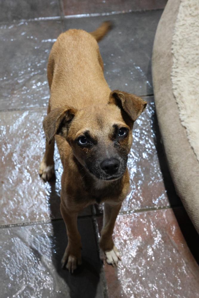 Enlarge Shabby, a Adoptable Chihuahua in TUCSON, AZ image 2/4