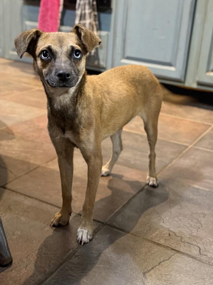 Enlarge Shabby, a Adoptable Chihuahua in TUCSON, AZ image 3/4