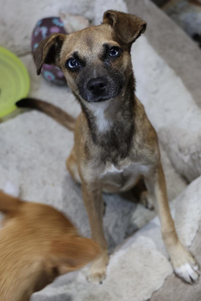 Enlarge Shabby, a Adoptable Chihuahua in TUCSON, AZ image 4/4