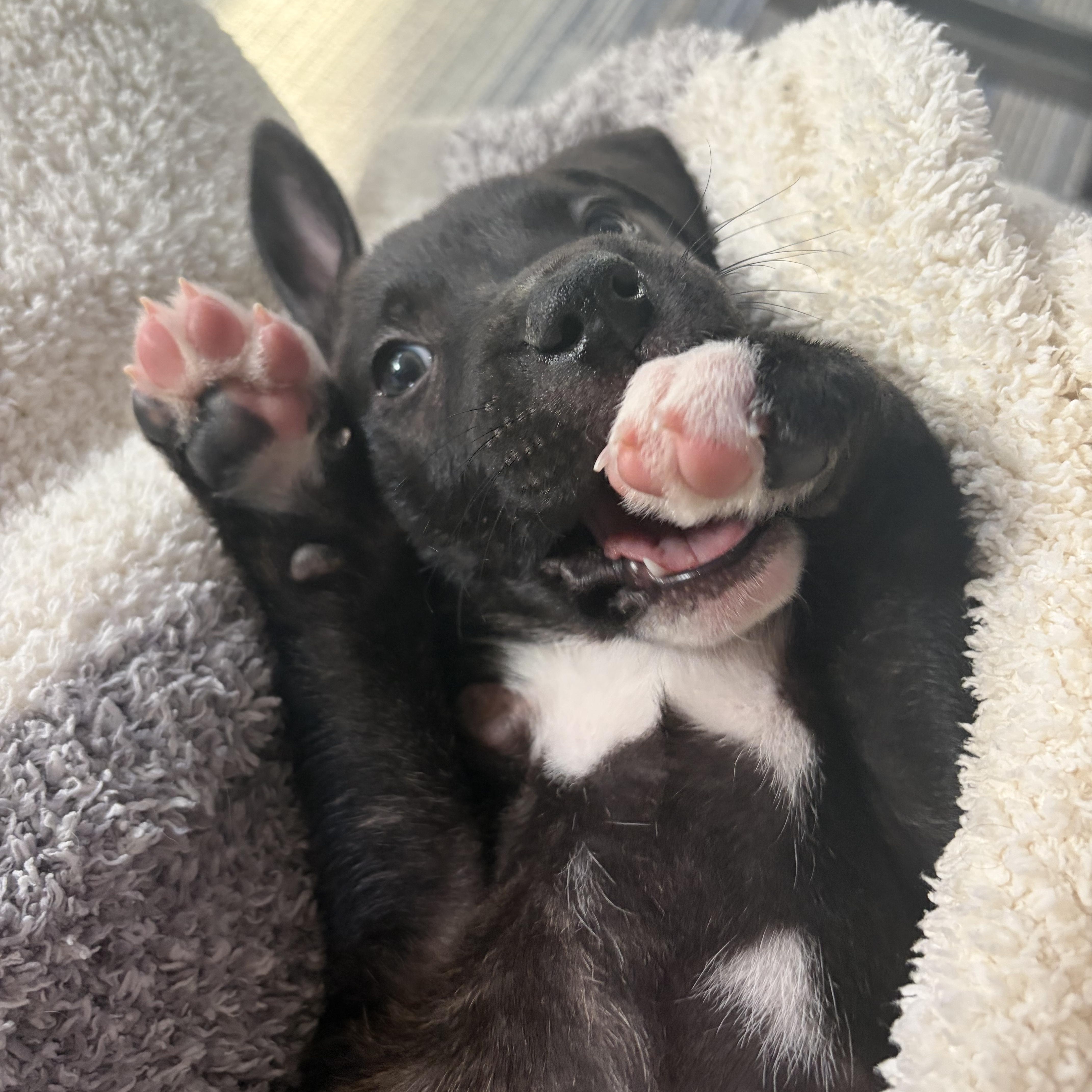 Bellingham Choco — thumbnail 3