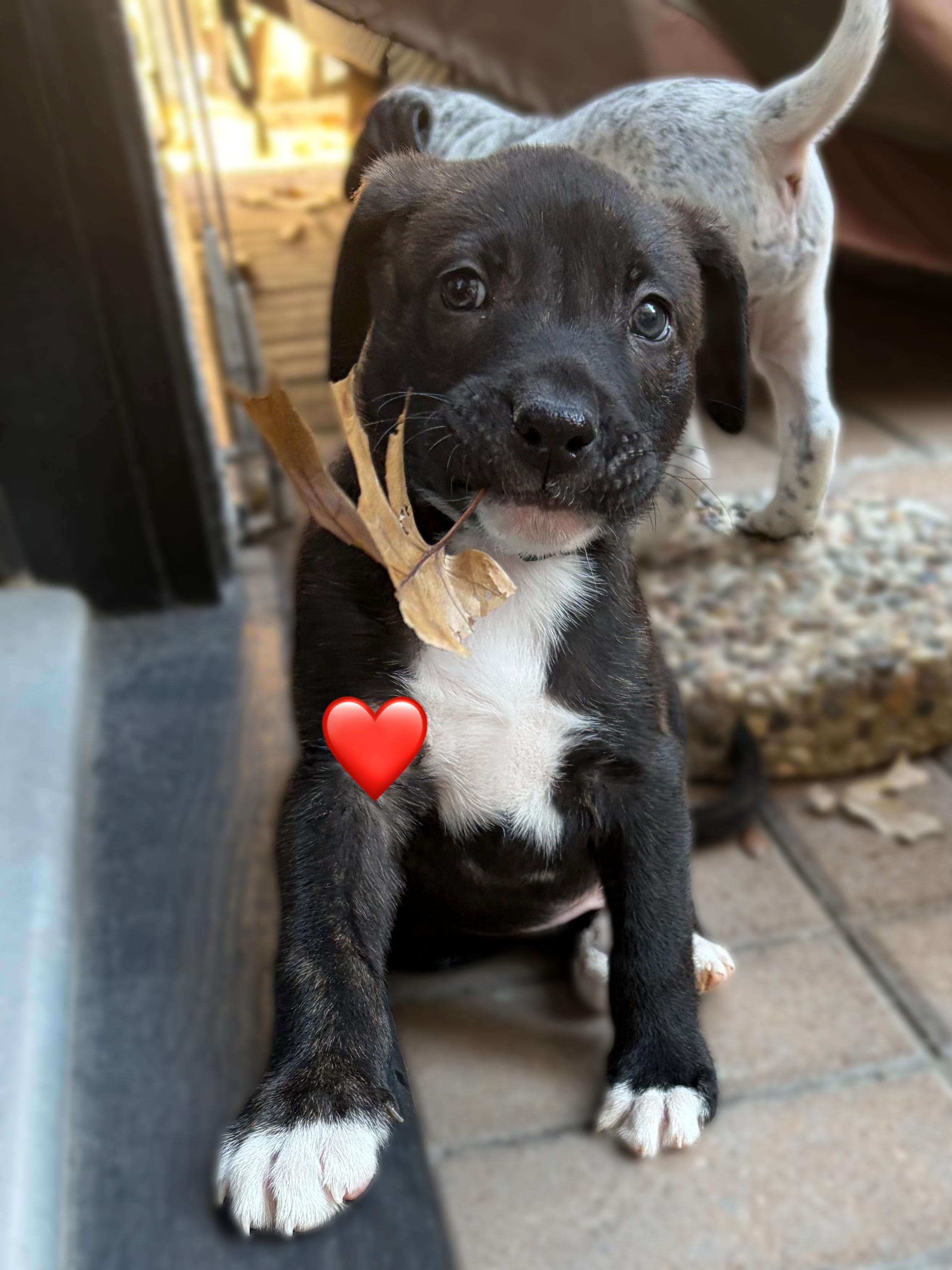 Bellingham Choco — thumbnail 5