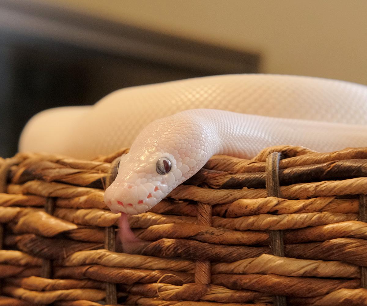 Remy, Adopted, Adult Male Ball Python.