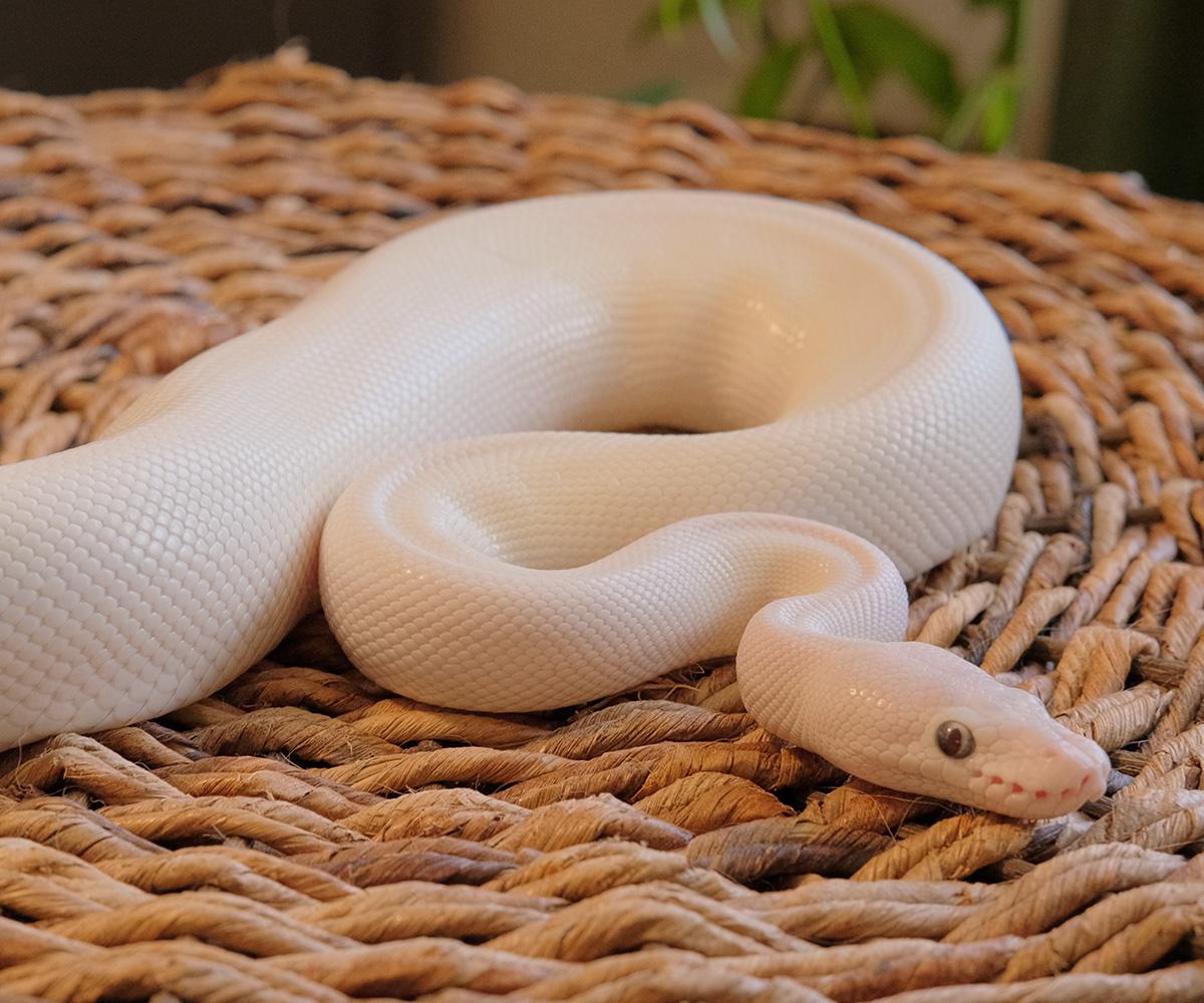 Enlarge Remy, a Adopted Ball Python in Greenfield, WI image 2/3