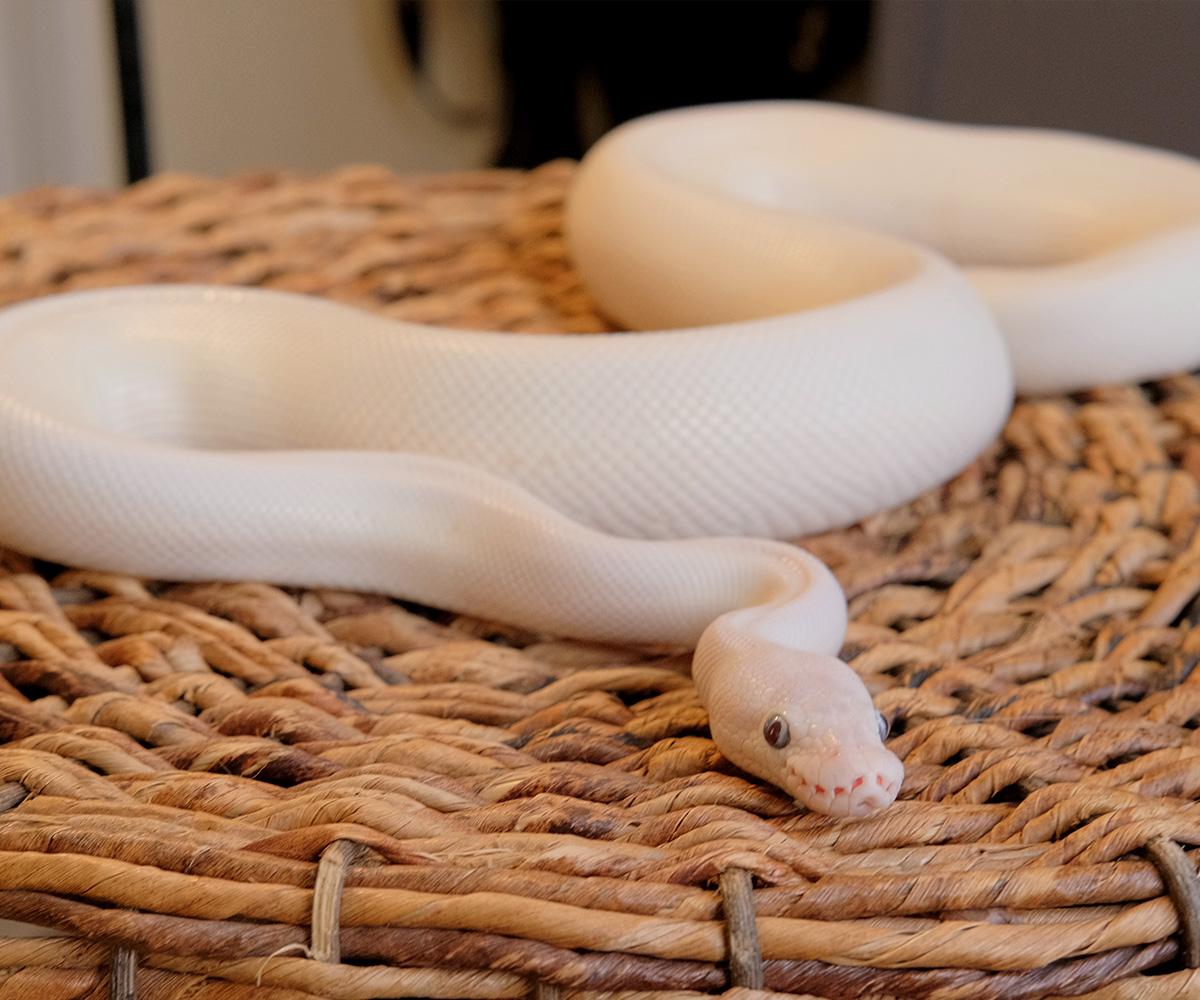 Enlarge Remy, a Adopted Ball Python in Greenfield, WI image 3/3