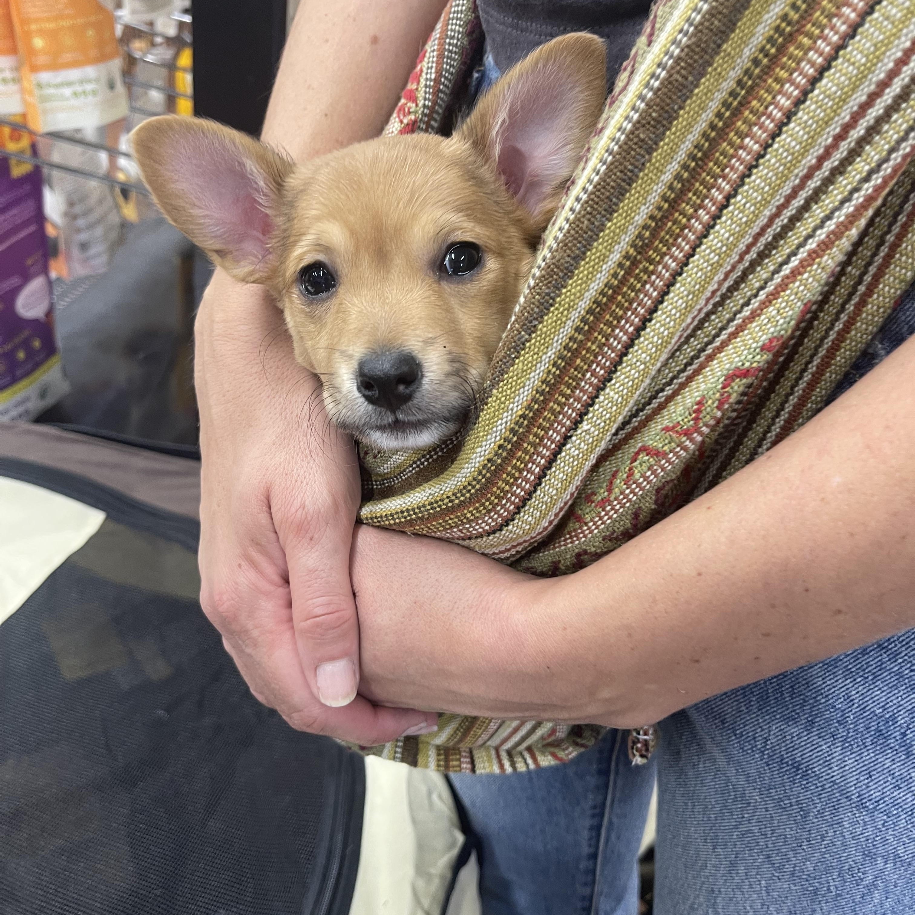 Lily, ADOPTABLE, Puppy Female Chihuahua & Maltese.
