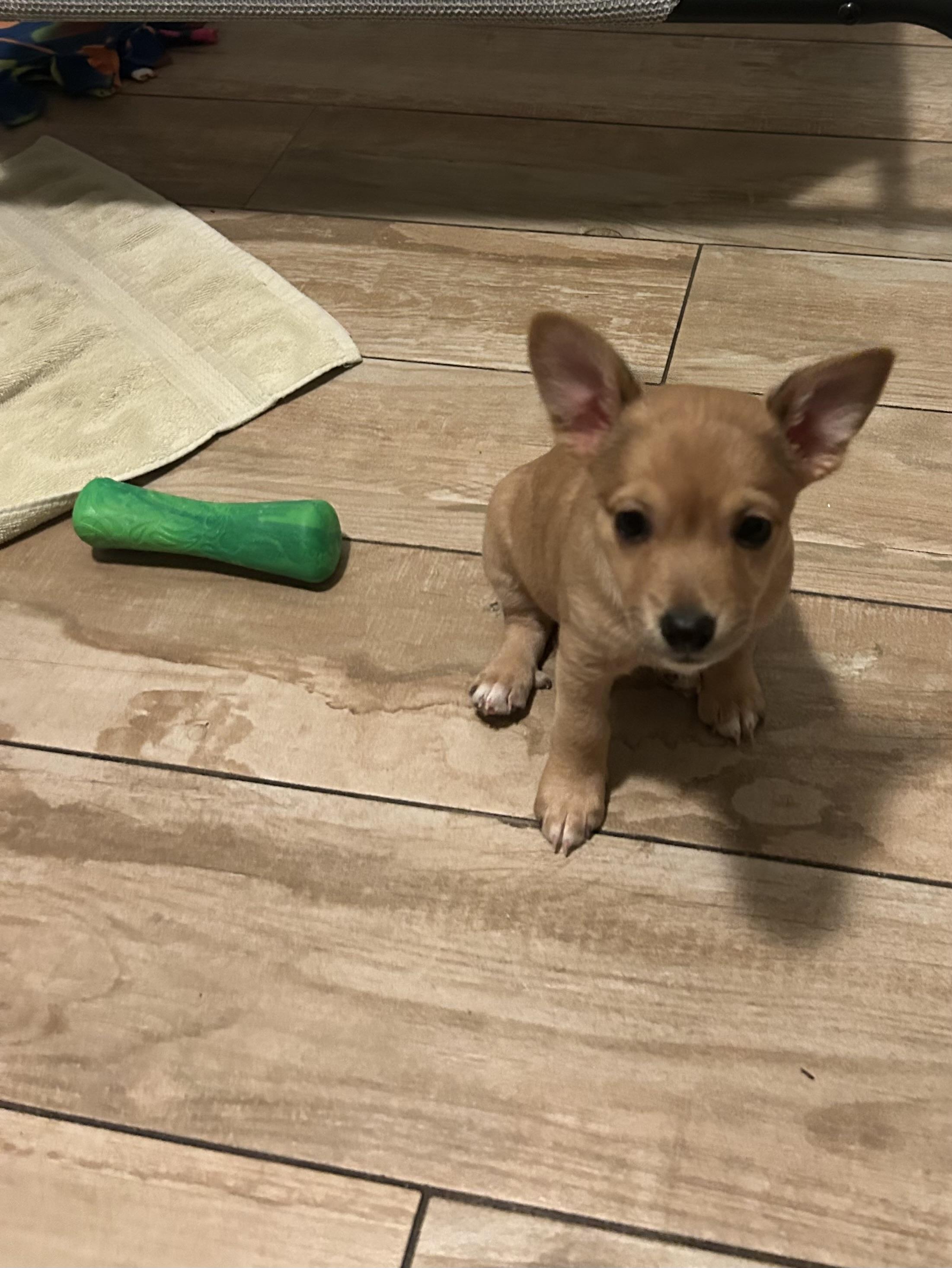 Enlarge Lily, a ADOPTABLE mixed breed in Chandler, AZ image 2/4