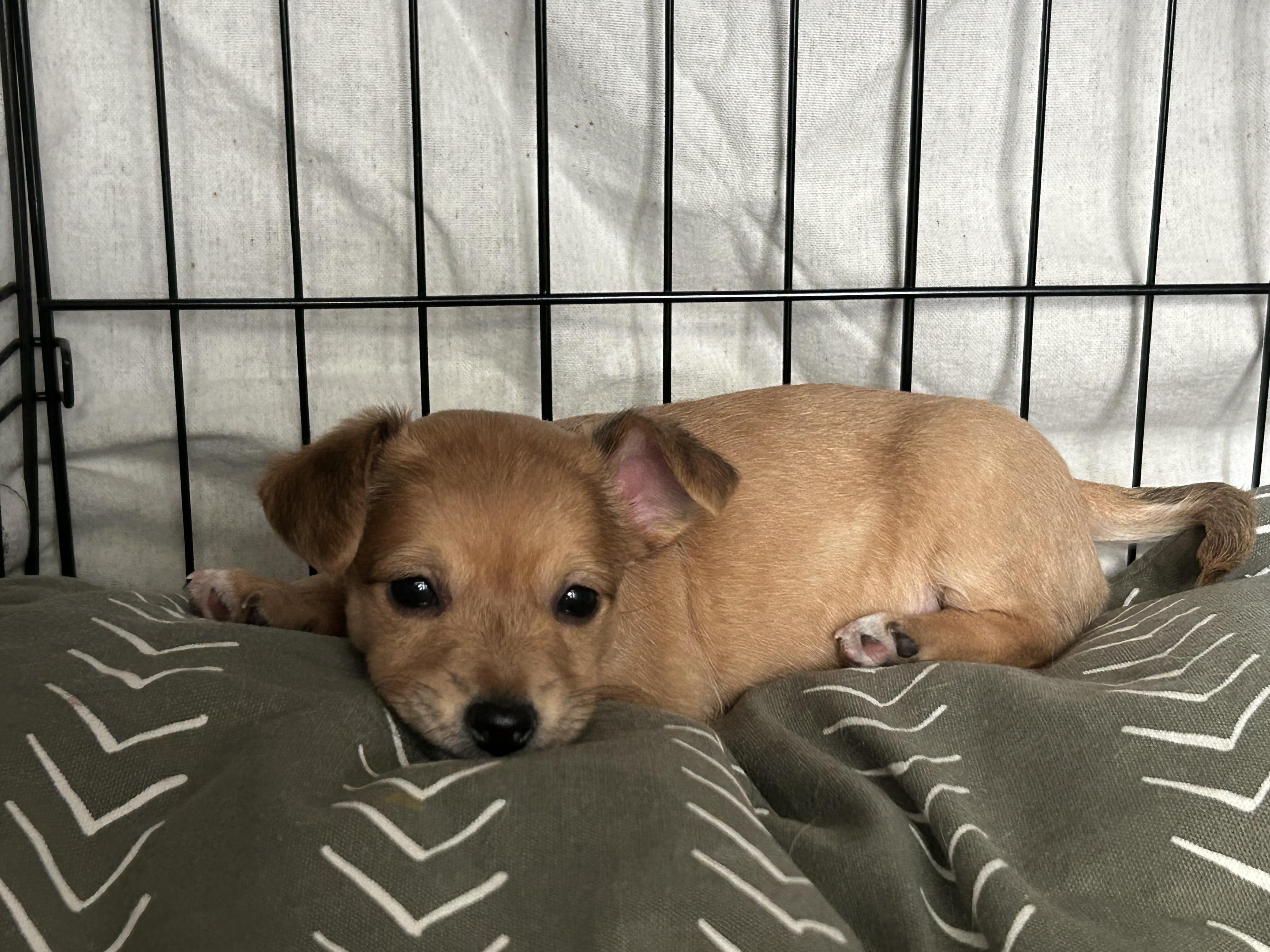 Enlarge Lily, a ADOPTABLE mixed breed in Chandler, AZ image 3/4