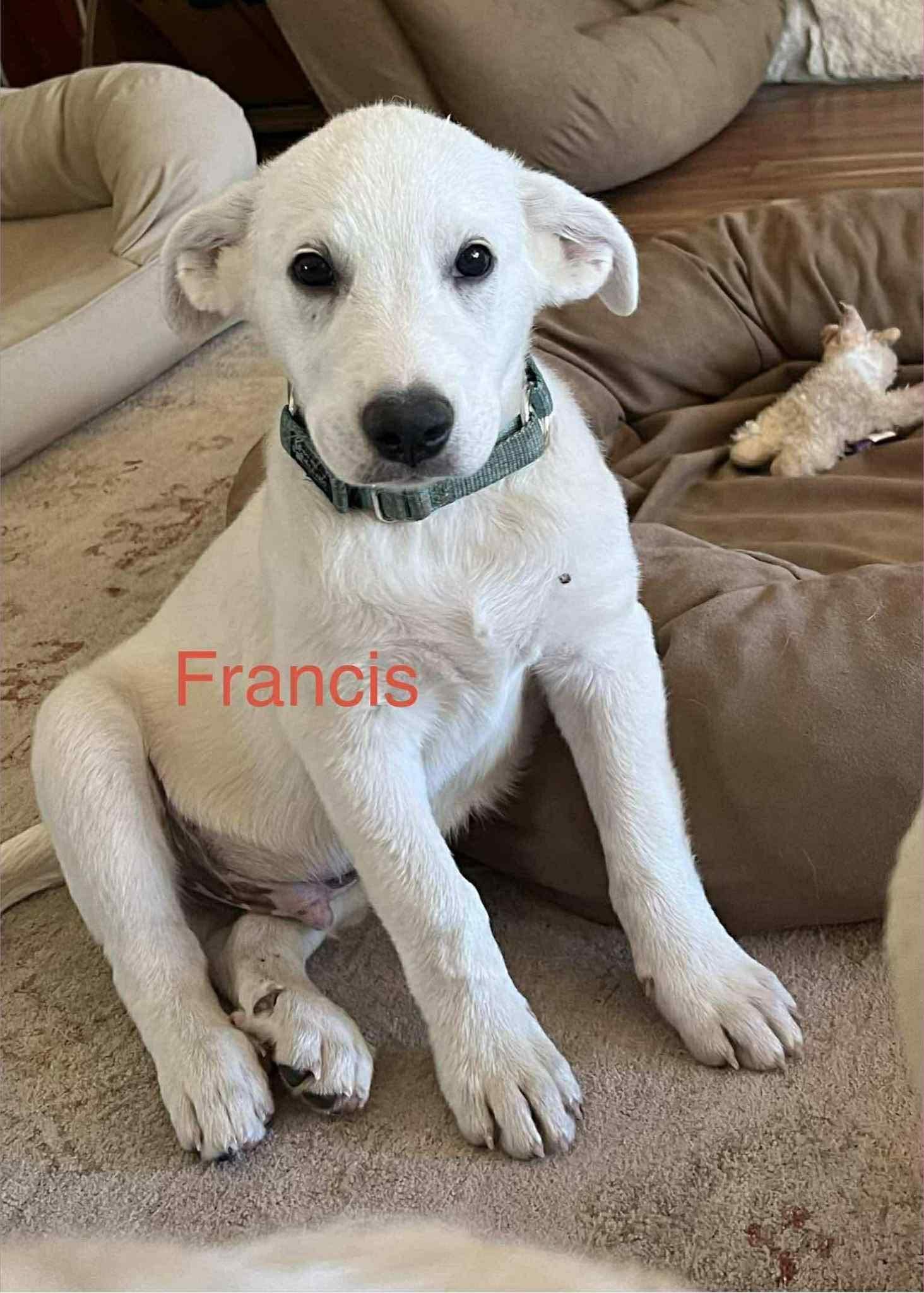 Francis Cs thumbnail 2