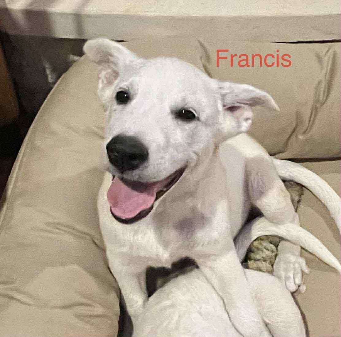 Francis Cs
