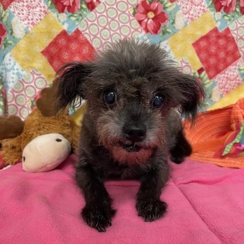 Chewie, Senior Female unknown
