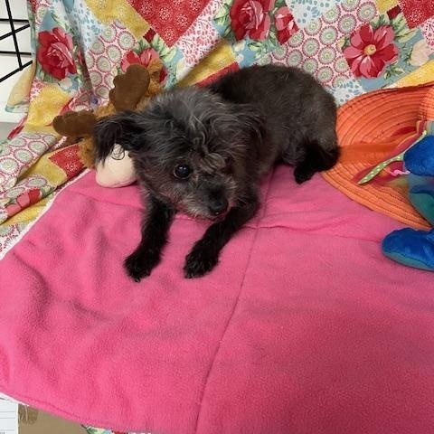 Chewie photo 4