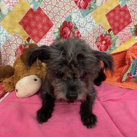 Chewie photo 3