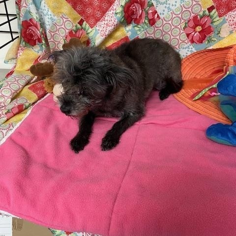 Chewie photo 2