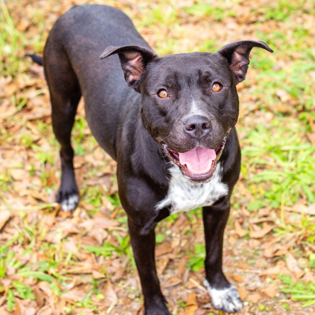 Wilhelmina, Adoptable, Adult Female American Staffordshire Terrier.