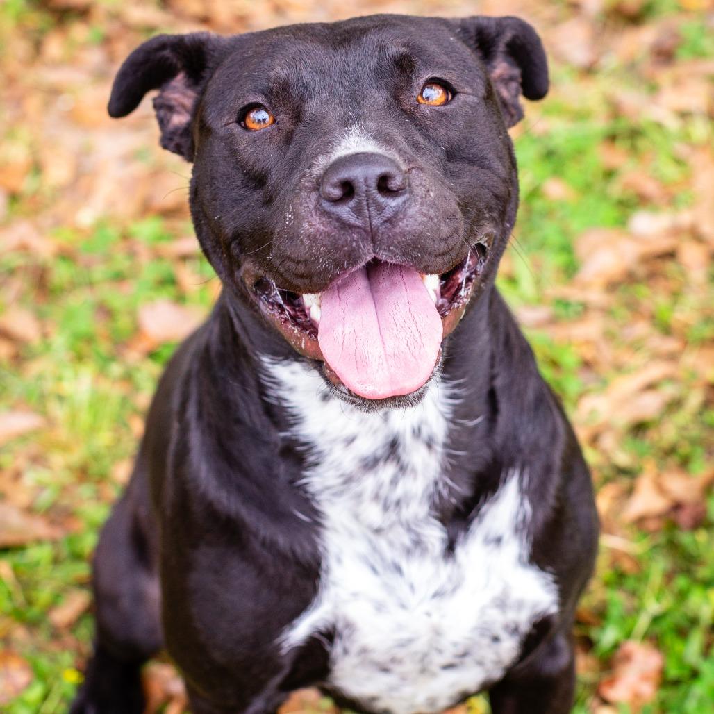 Enlarge Wilhelmina, a Adoptable mixed breed in Hattiesburg, MS image 2/6