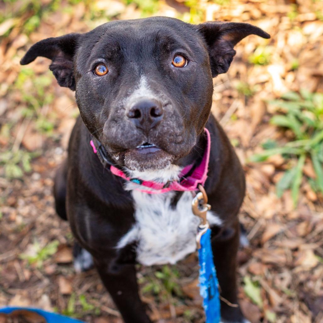 Wilhelmina, Adoptable, Adult Female American Staffordshire Terrier.