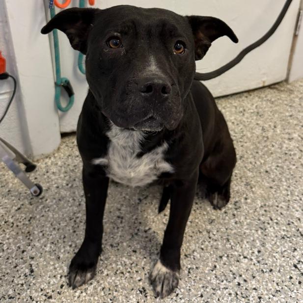 Enlarge Wilhelmina, a Adoptable mixed breed in Hattiesburg, MS image 2/3