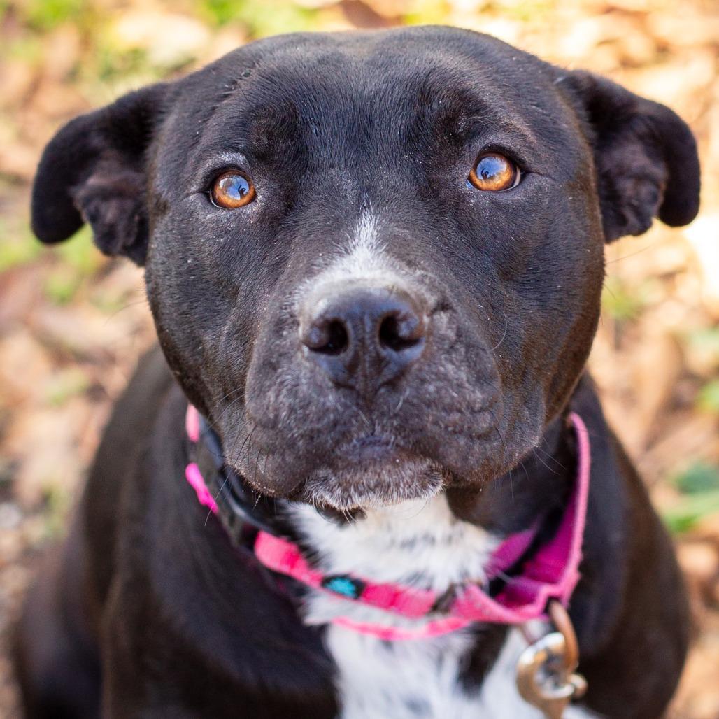 Enlarge Wilhelmina, a Adoptable mixed breed in Hattiesburg, MS image 3/3