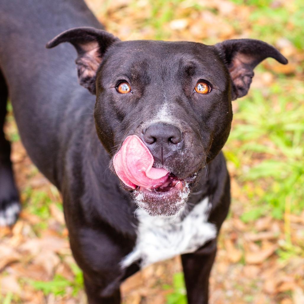 Enlarge Wilhelmina, a Adoptable mixed breed in Hattiesburg, MS image 6/6