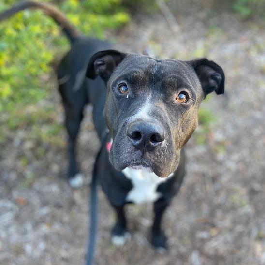 Enlarge Matthew, a Adoptable Mixed Breed in Jacksonville, FL image 1/3